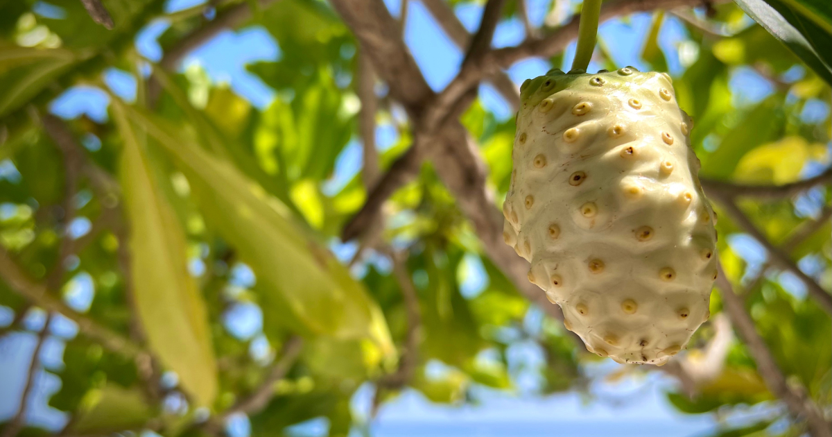 Noni Frucht an Noni Baum