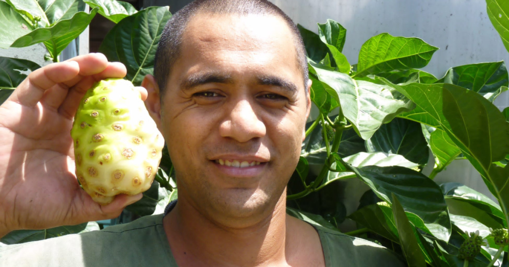 Noni Frucht in der Hand eines Mannes