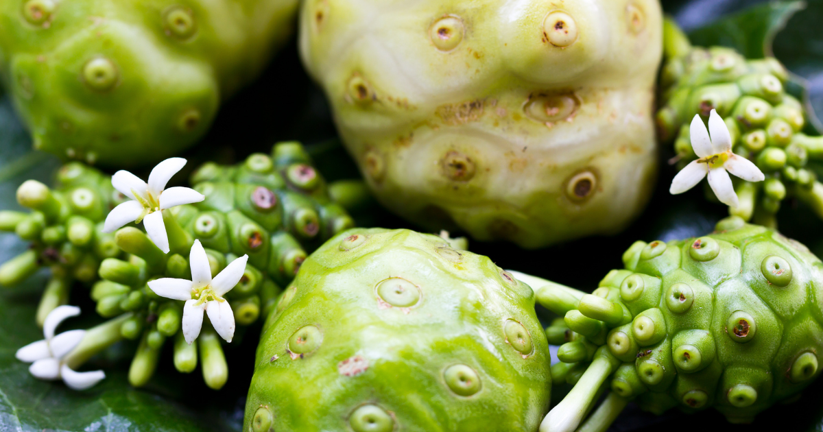 Noni Früchte mit weißen Blüten